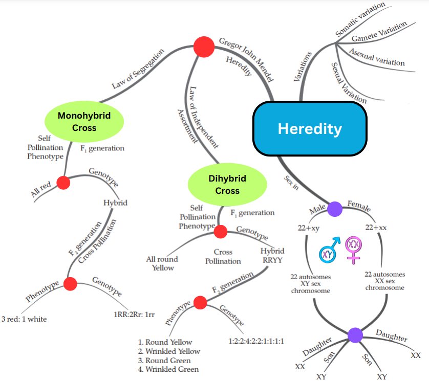 cbse class 10 science mind map